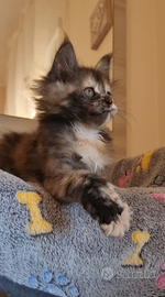 Maine Coon cucciola