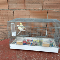 Canarini caserta e provincia