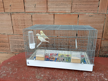 Canarini caserta e provincia