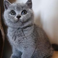 British shorthair