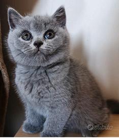 British shorthair