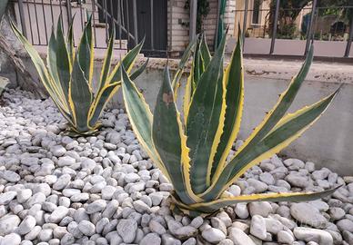 agave variegate