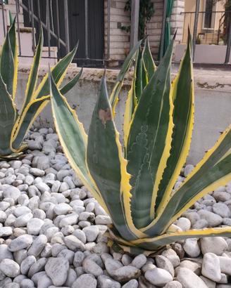 agave variegate