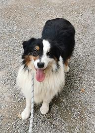 Adulto Pastore Australiano