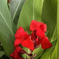 Canna Wintzer's Colossal, canna antica del 1914