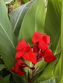 Canna Wintzer's Colossal, canna antica del 1914