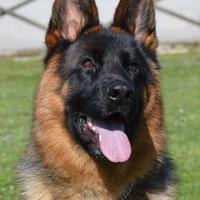 Pastore tedesco femmina