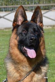 Pastore tedesco femmina