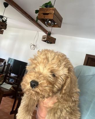Ultimo Barboncino Nano