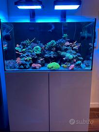 Acquario marino 90x50x50