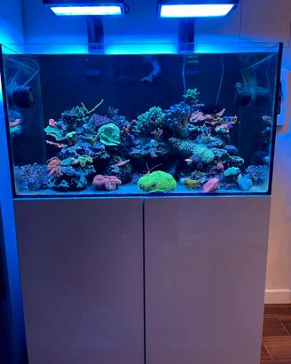 Acquario marino 90x50x50