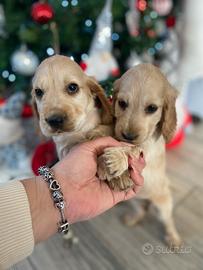 Cuccioli cocker spaniel inglese