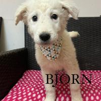 Adotta mix maremmano