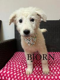 Adotta mix maremmano