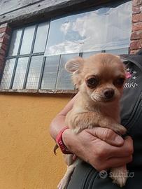 Chihuahua