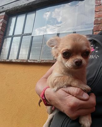 Chihuahua