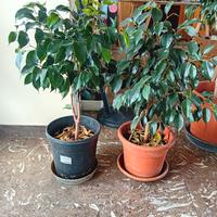 ficus benjamin 60cm