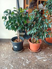 ficus benjamin 60cm