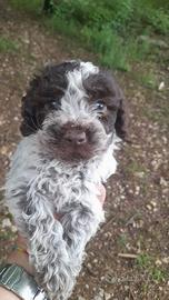 Cane CUCCIOLO LAGOTTO ROMAGNOLO