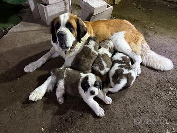 Cuccioli di San Bernardo