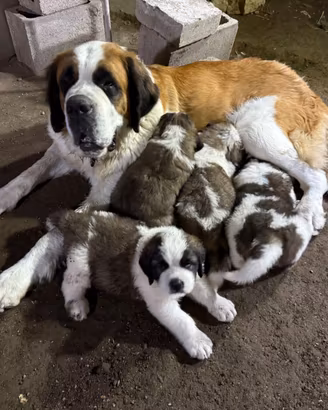 Cuccioli di San Bernardo