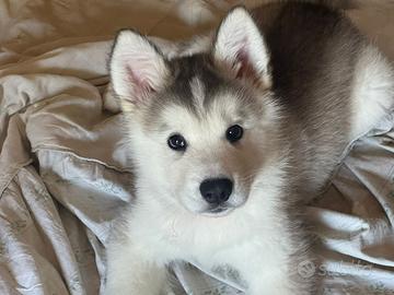 Cuccioli Alaskan Malamuthe