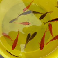 Pesci rossi da laghetto