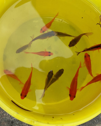 Pesci rossi da laghetto