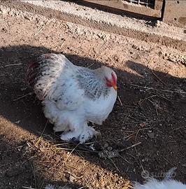 Galline ornamentali