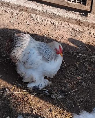 Galline ornamentali