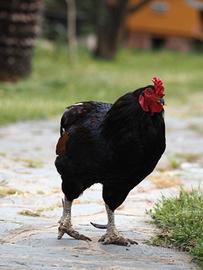 araucana