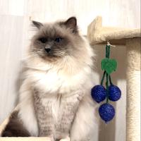 Sacro di Birmania disponibile per Monta