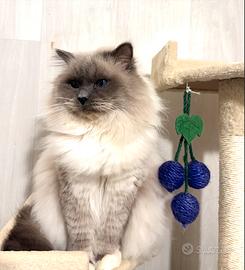 Sacro di Birmania disponibile per Monta