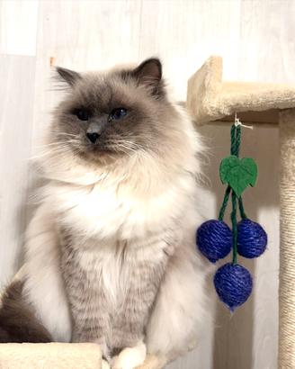 Sacro di Birmania disponibile per Monta