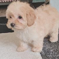 Maltipoo
