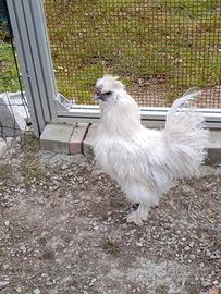 Gallo Moroseta
