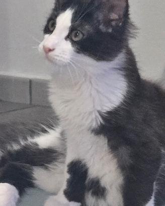 Maine coon femminuccia Black Smoke and White 