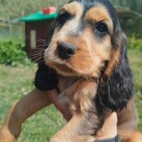 Cocker spaniel cucciola