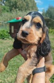 Cocker spaniel cucciola