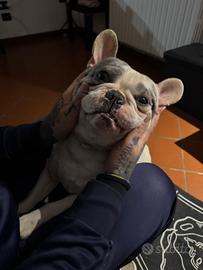 Bulldog francese