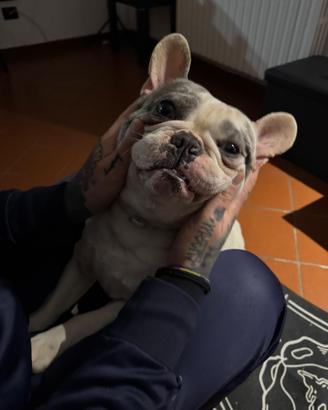 Bulldog francese