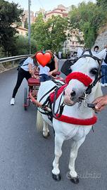 Pony