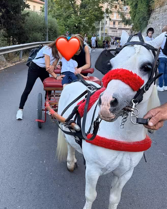 Pony