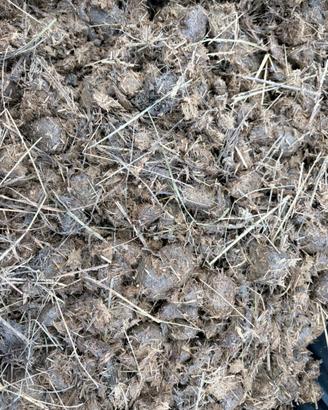 Stallatico di cavallo