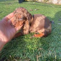 Bassotti Nani maschi