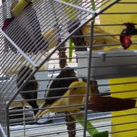 Canarini originali dalle Canarie, 2022