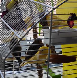 Canarini originali dalle Canarie, 2022