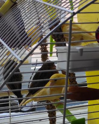 Canarini originali dalle Canarie, 2022