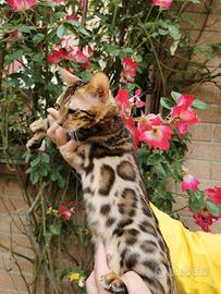 Gatti Bengala
