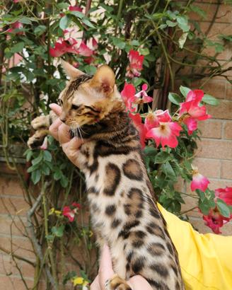 Gatti Bengala